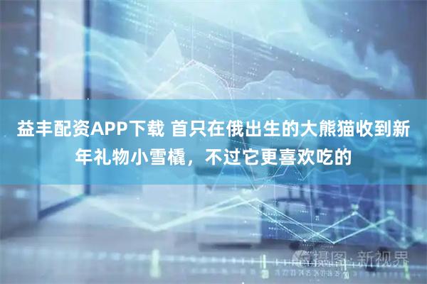益丰配资APP下载 首只在俄出生的大熊猫收到新年礼物小雪橇，不过它更喜欢吃的